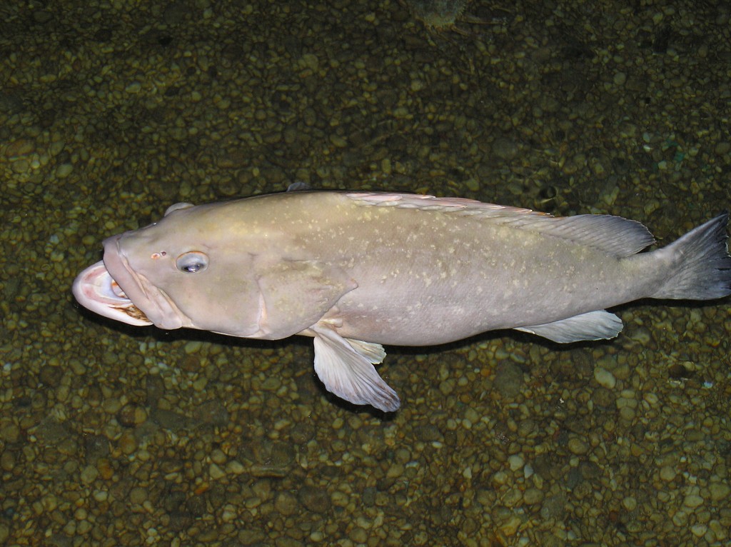 img00028.jpg
