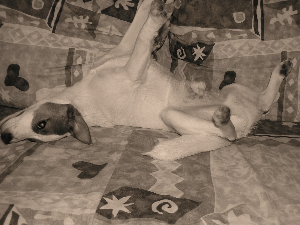 img00004.jpg
