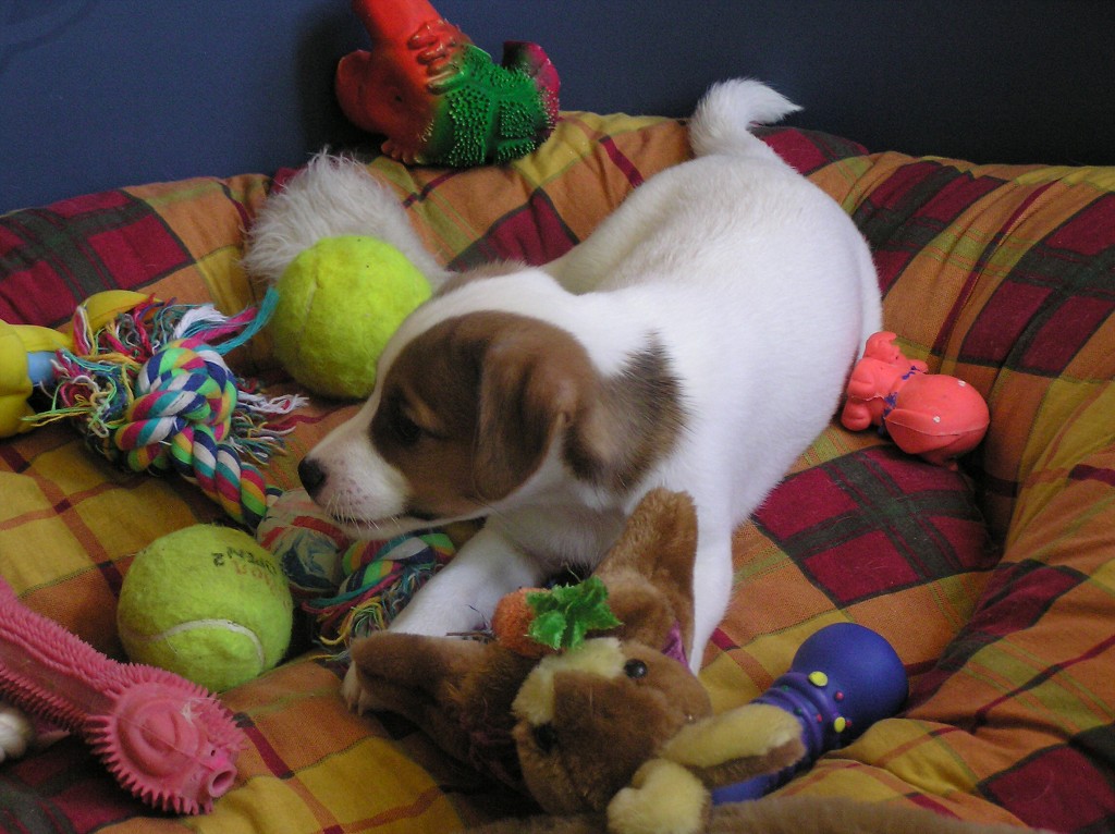 img00009.jpg
