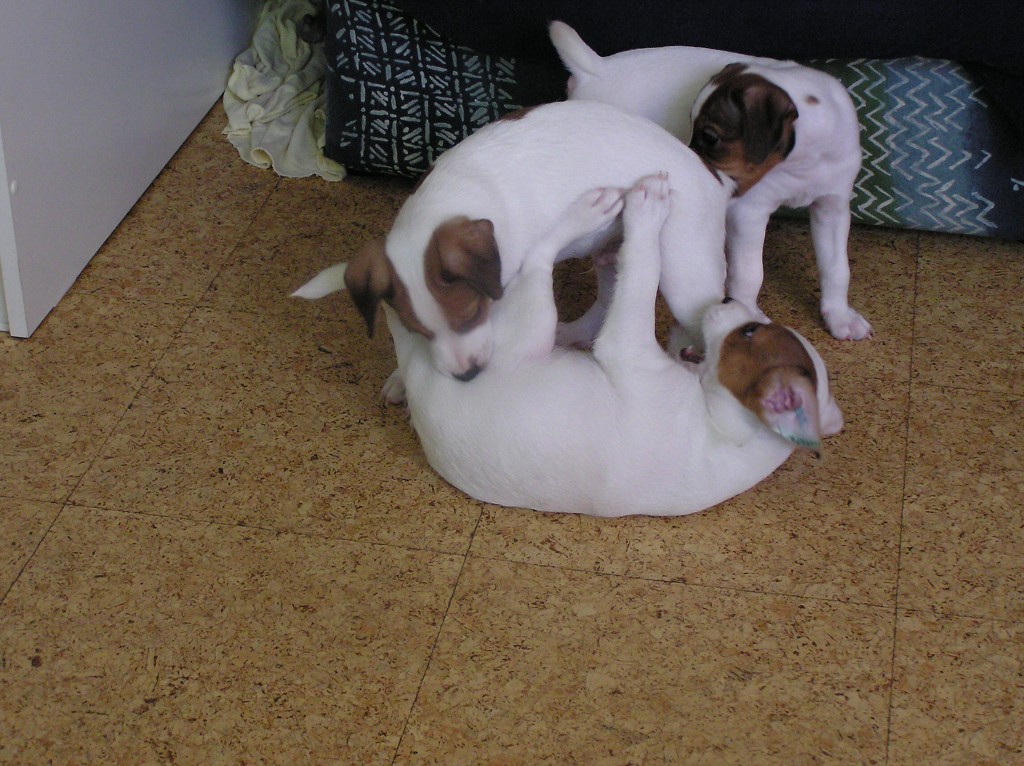 img00010.jpg