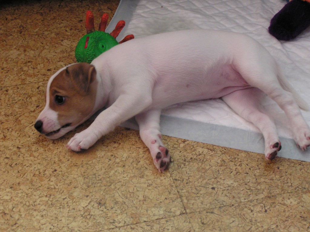 img00011.jpg