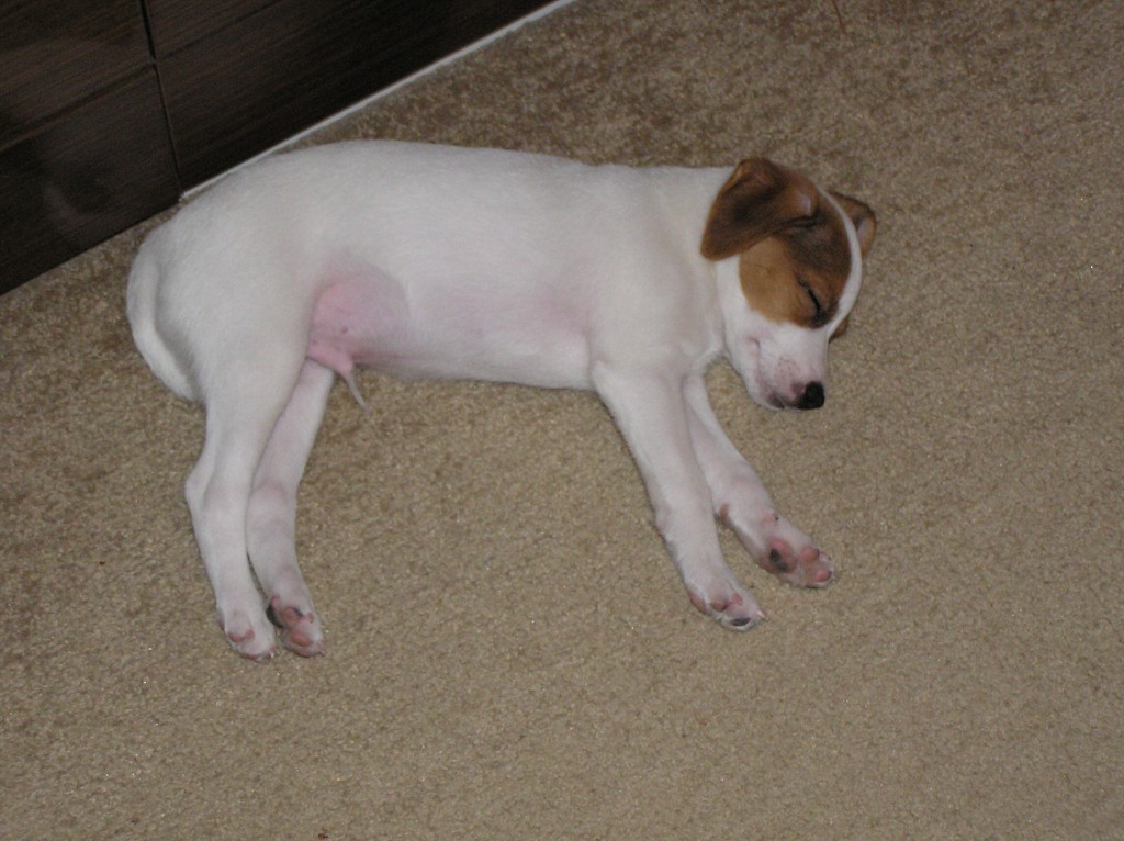 img00017.jpg