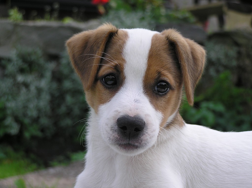 img00029.jpg