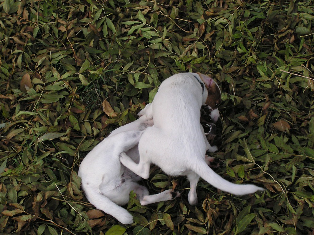 img00031.jpg