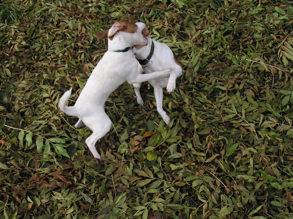 img00032.jpg