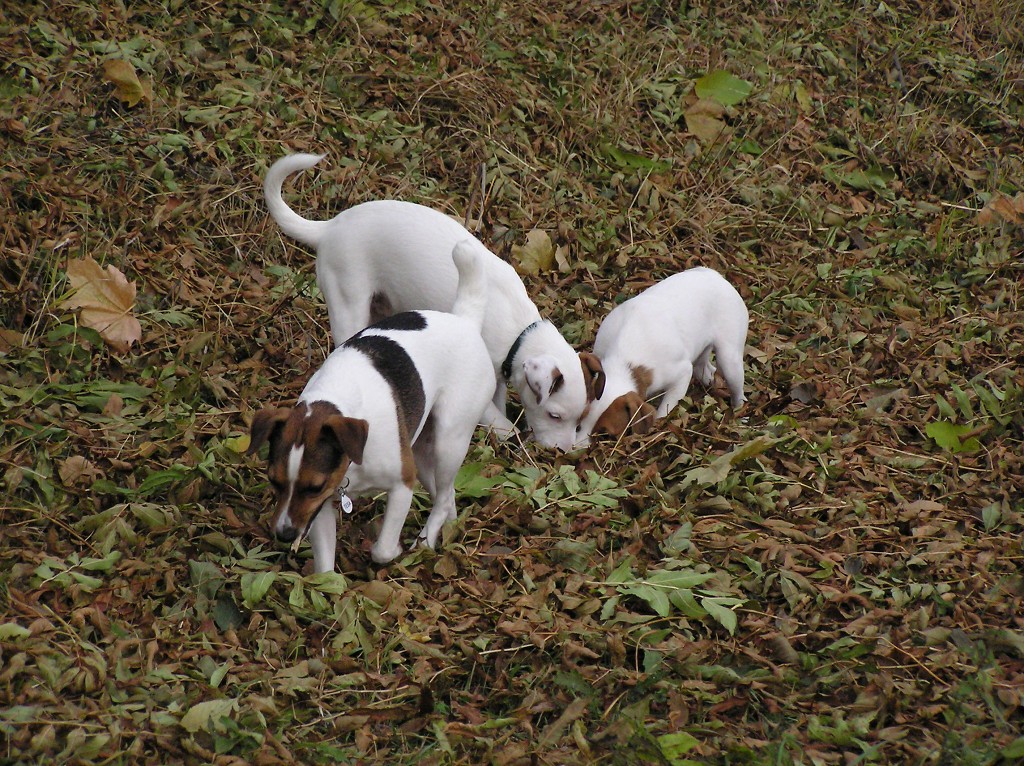 img00040.jpg