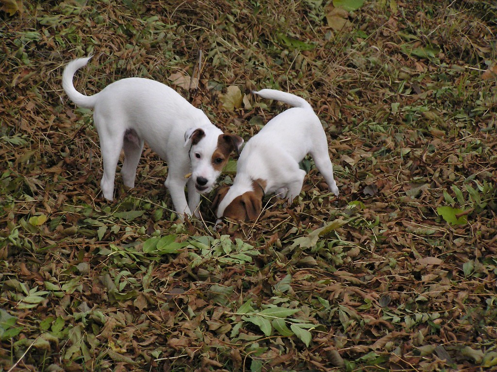 img00041.jpg