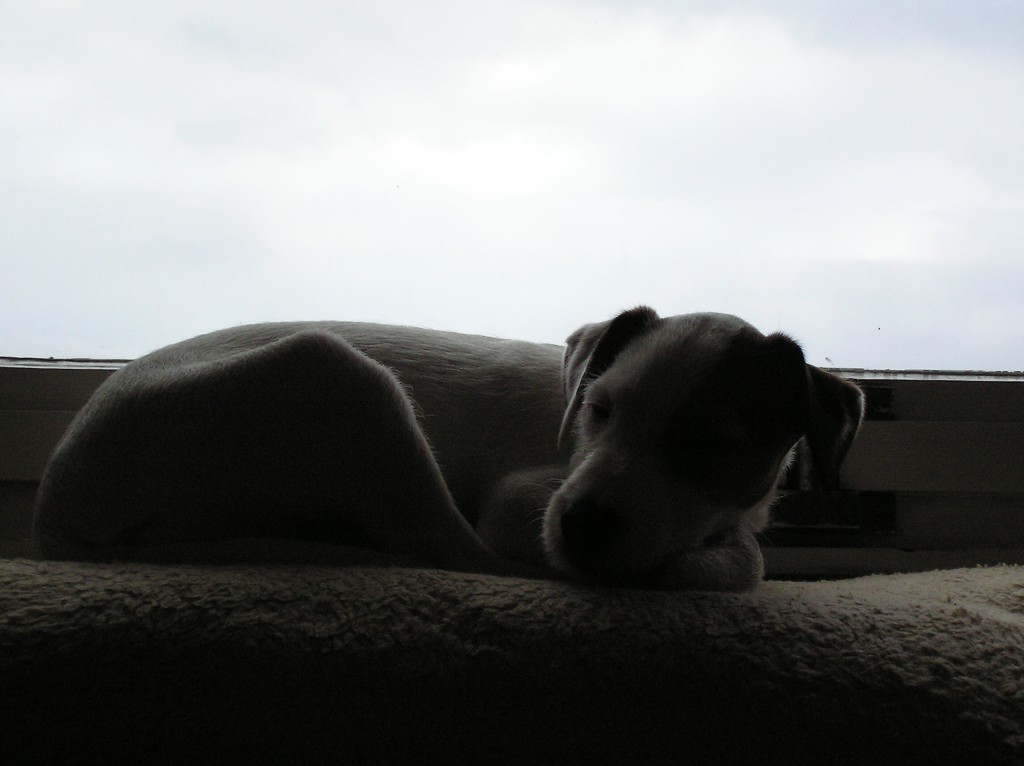 img00042.jpg