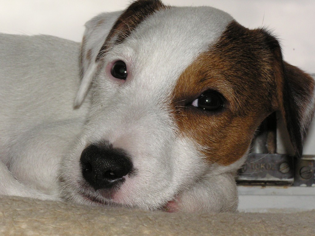 img00043.jpg