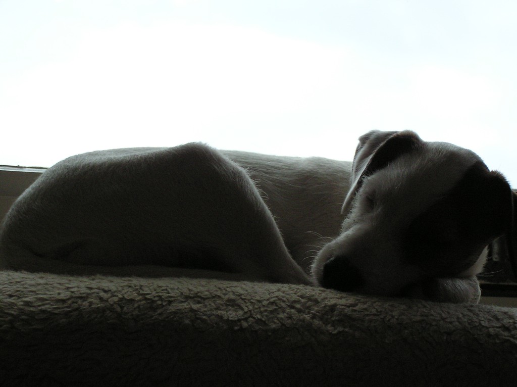 img00045.jpg