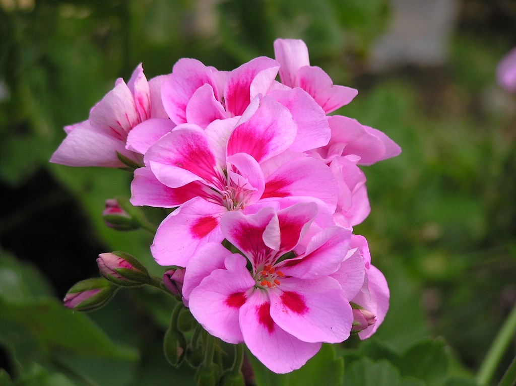 img00013.jpg