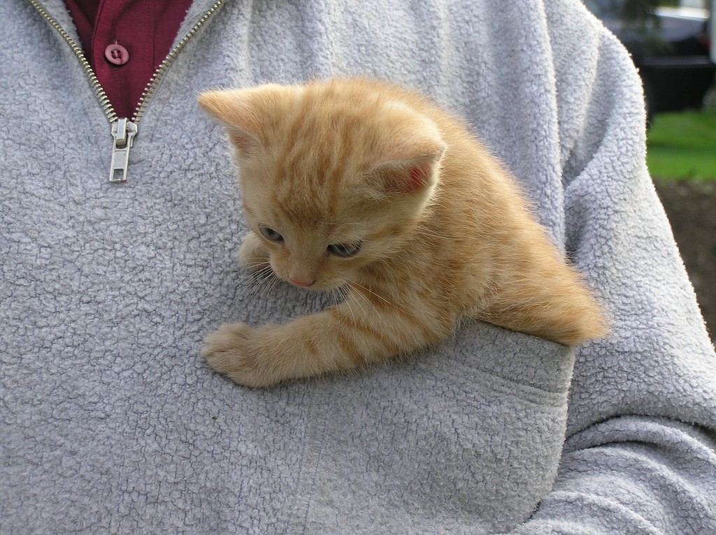 img00027.jpg