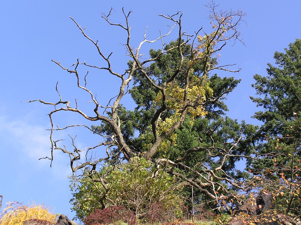 img00037.jpg