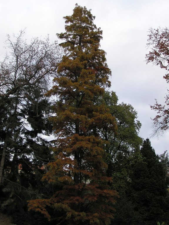 img00038.jpg