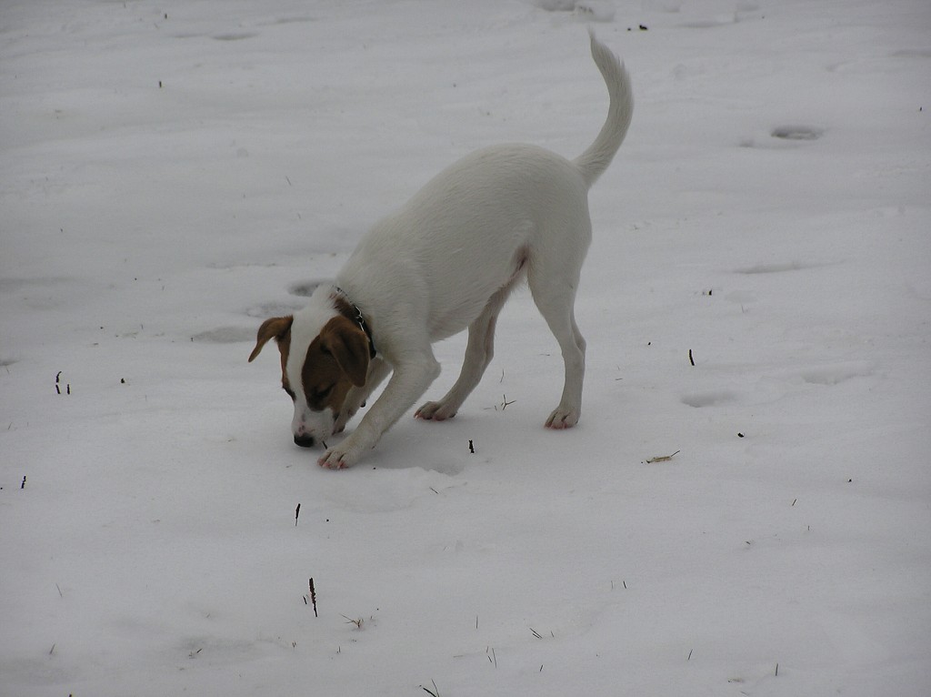 img00039.jpg