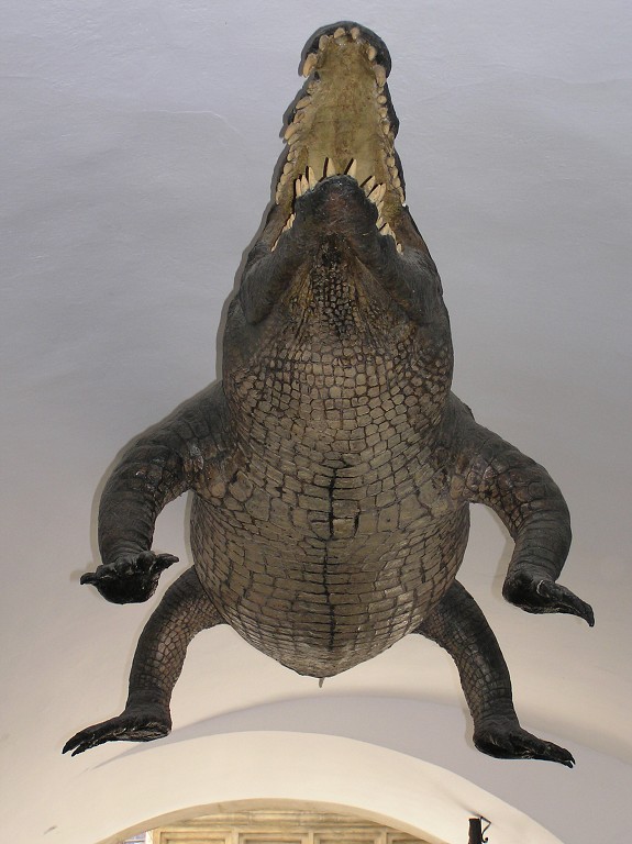 img00005.jpg