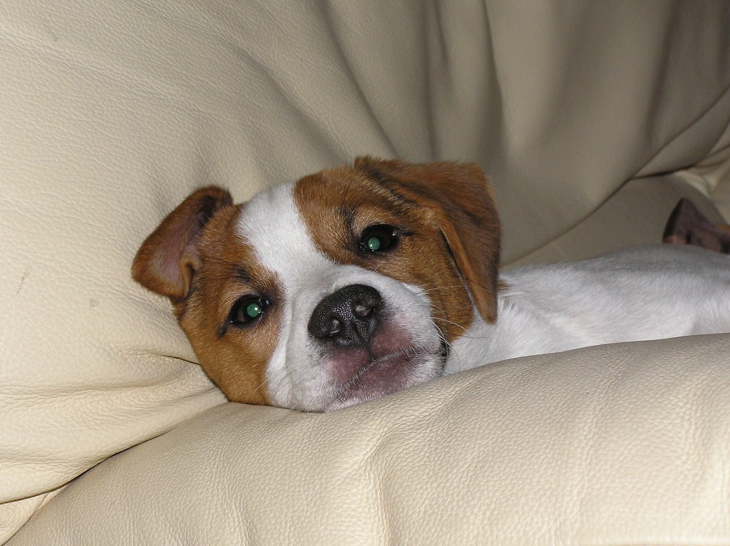 img00003.jpg