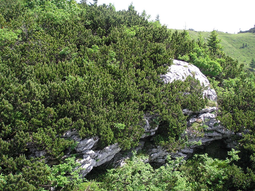 img00086.jpg