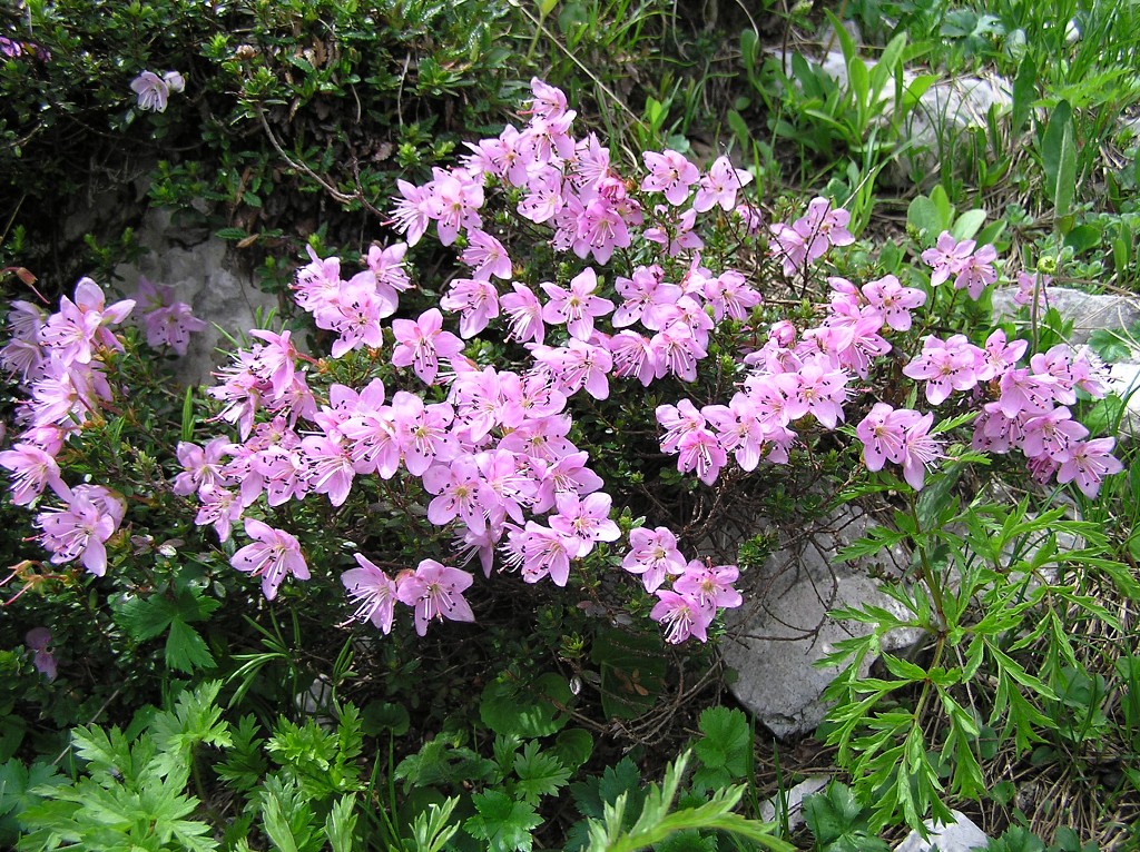 img00122.jpg