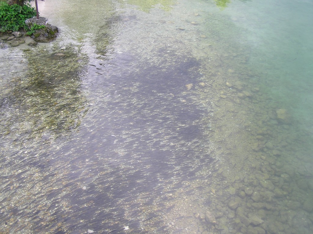 img00162.jpg