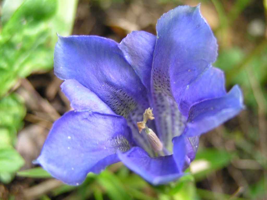 img00179.jpg