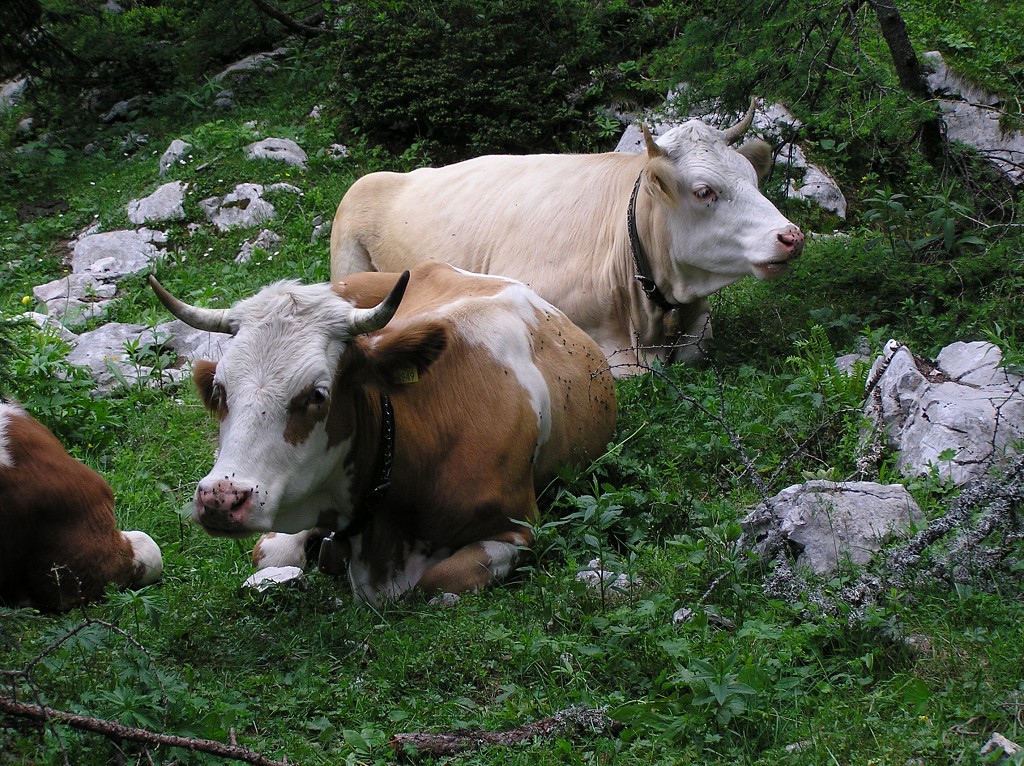 img00182.jpg