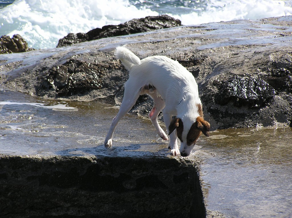 img00239.jpg