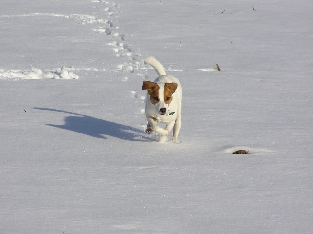 img00008.jpg