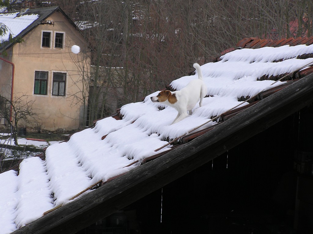 img00009.jpg