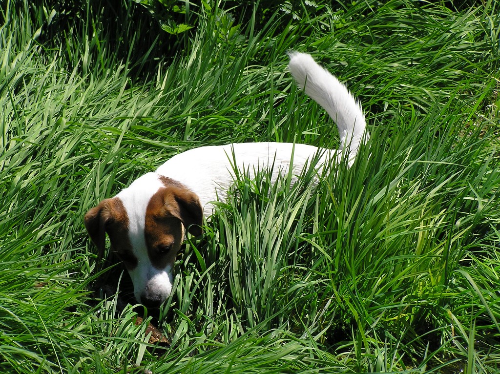 img00018.jpg
