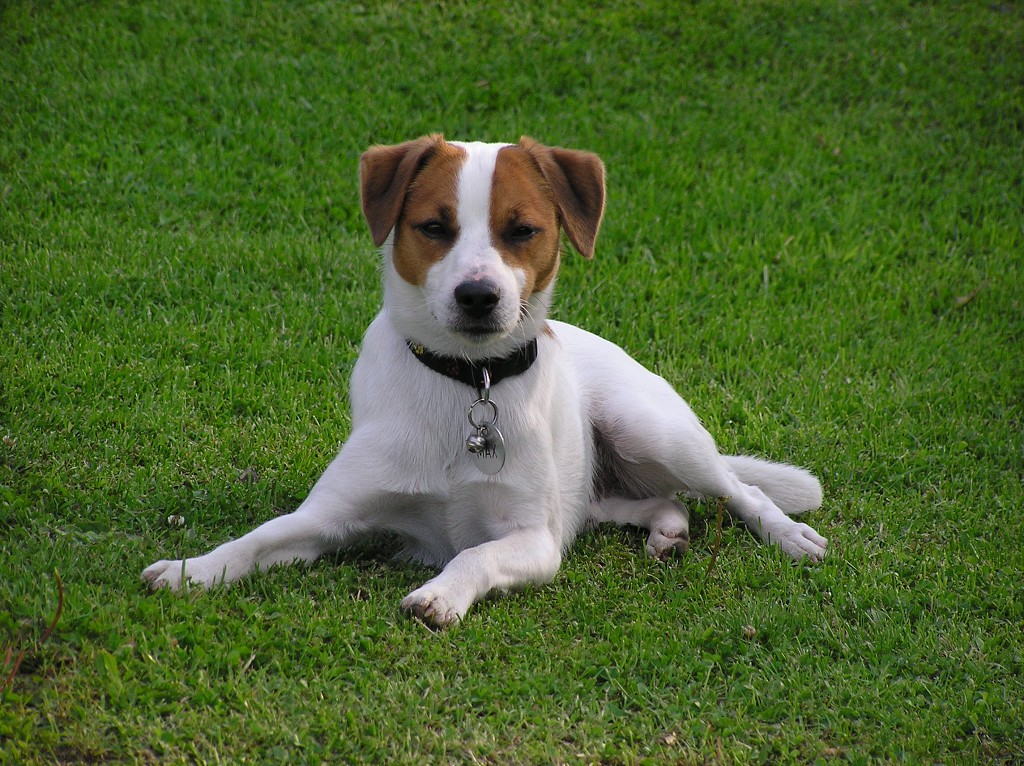 img00026.jpg