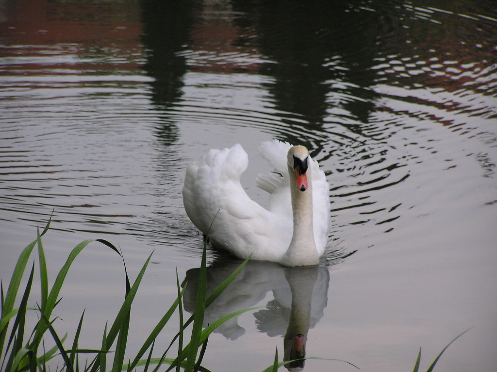 img00035.jpg