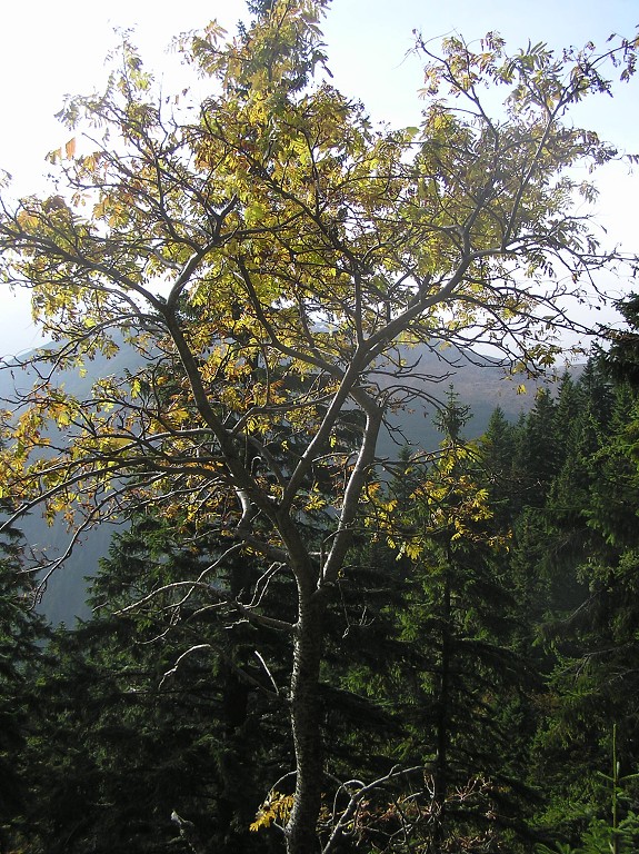 img00014.jpg