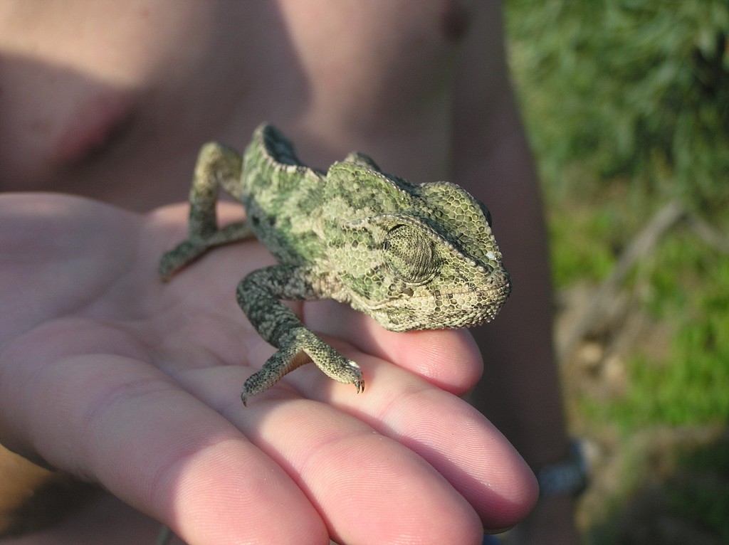 img00003.jpg