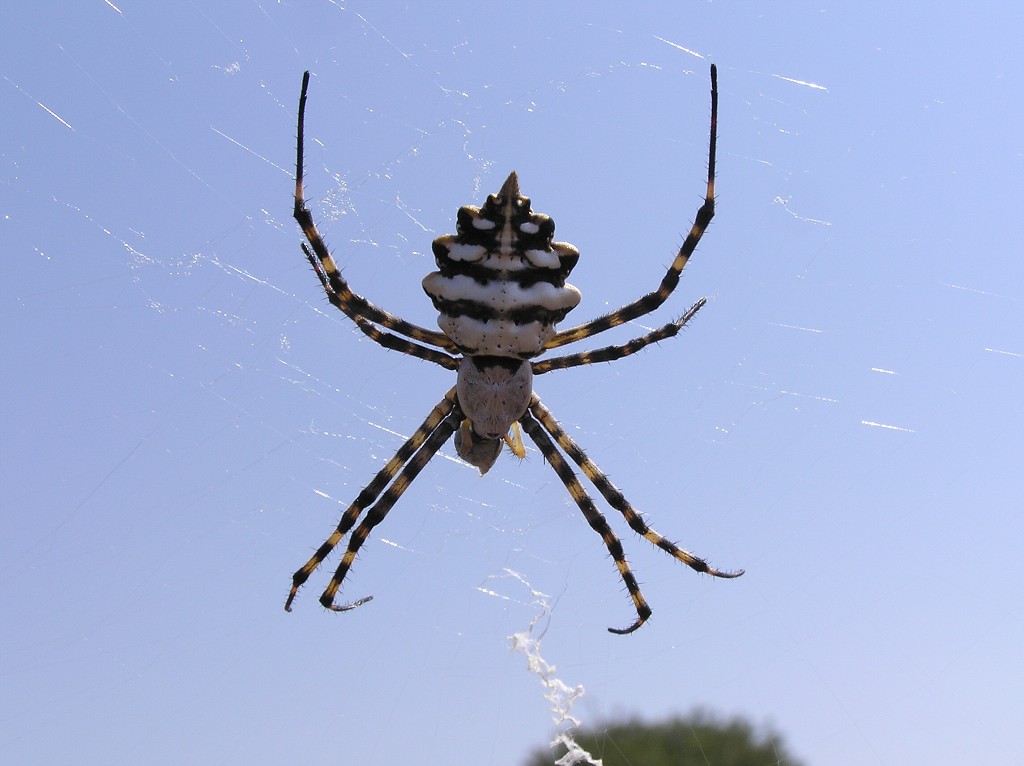 img00037.jpg