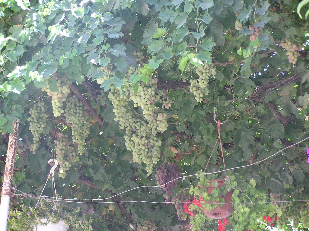 img00122.jpg