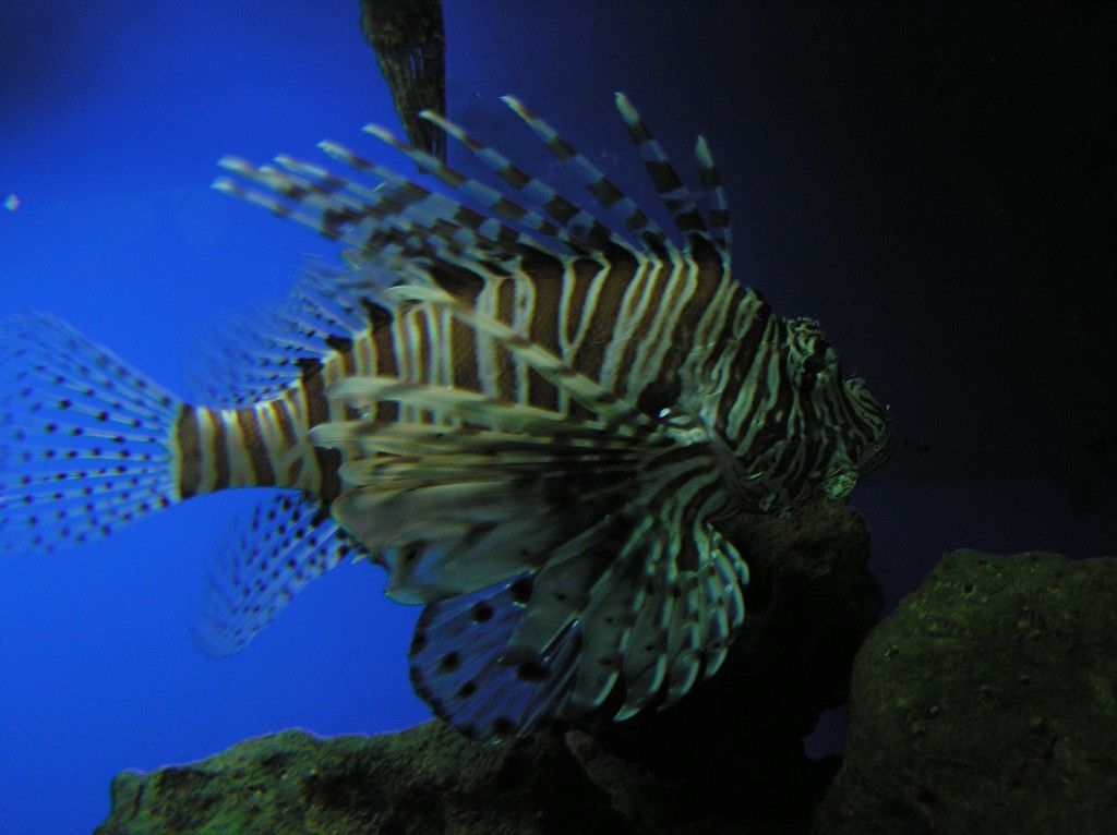 img00001.jpg