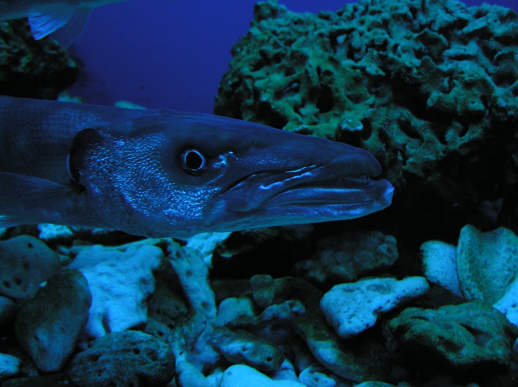 img00002.jpg