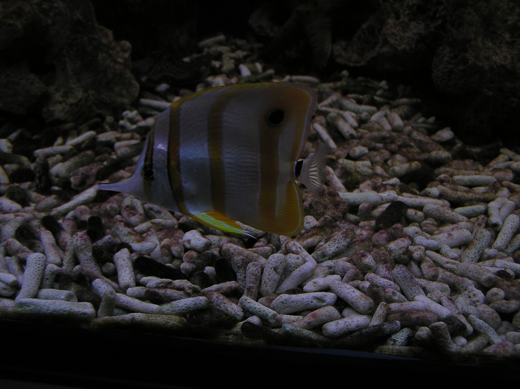 img00004.jpg