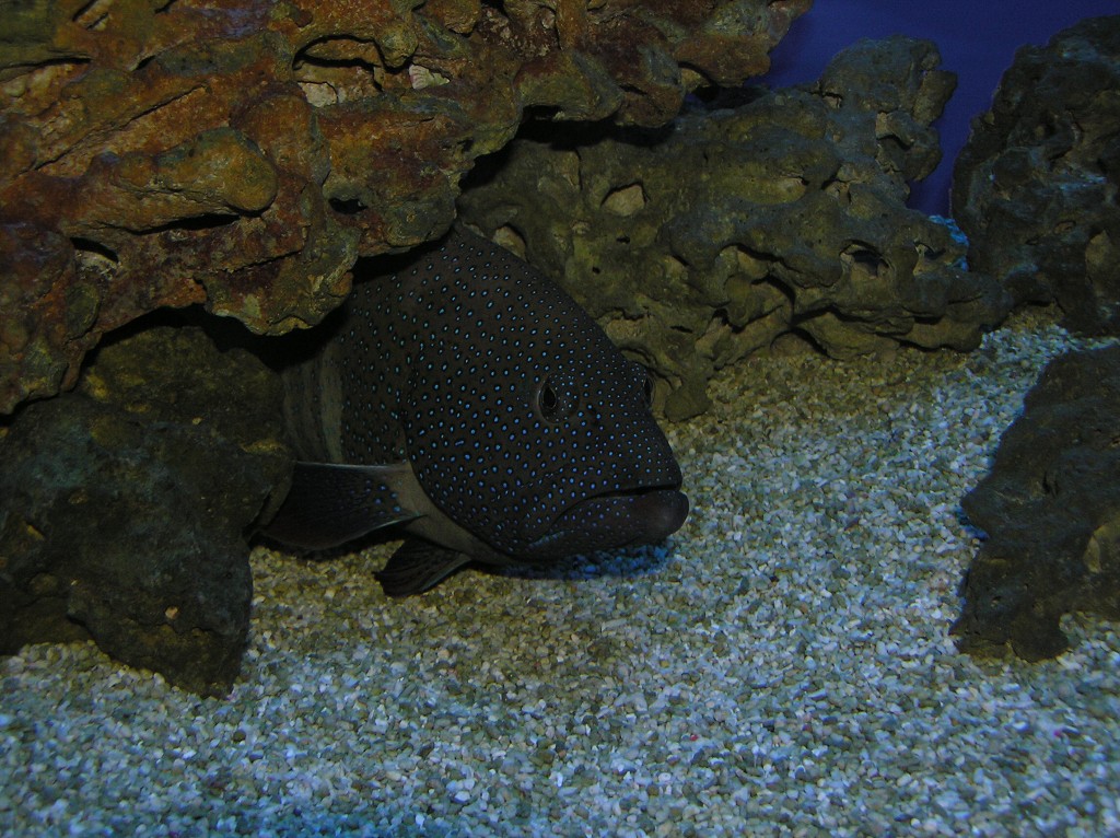 img00005.jpg