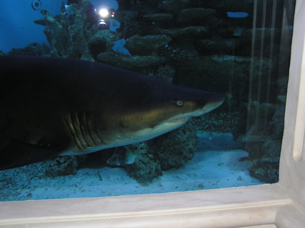 img00006.jpg