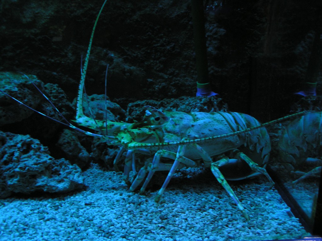 img00008.jpg