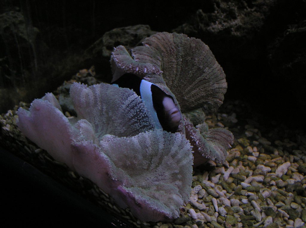img00009.jpg