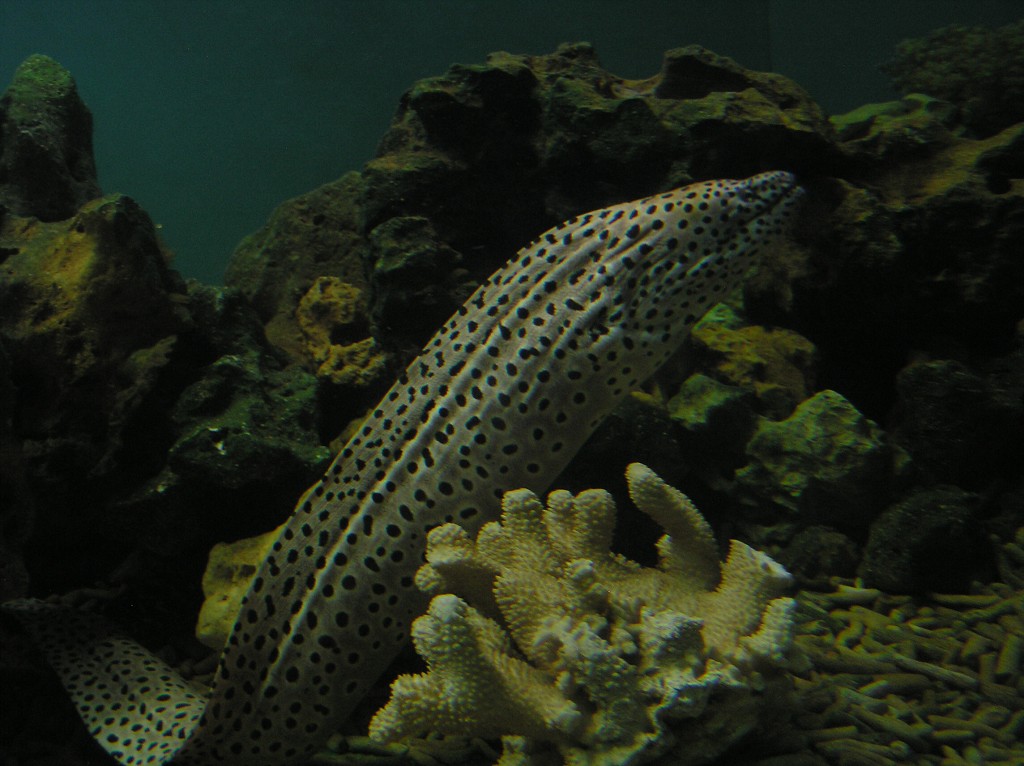 img00011.jpg