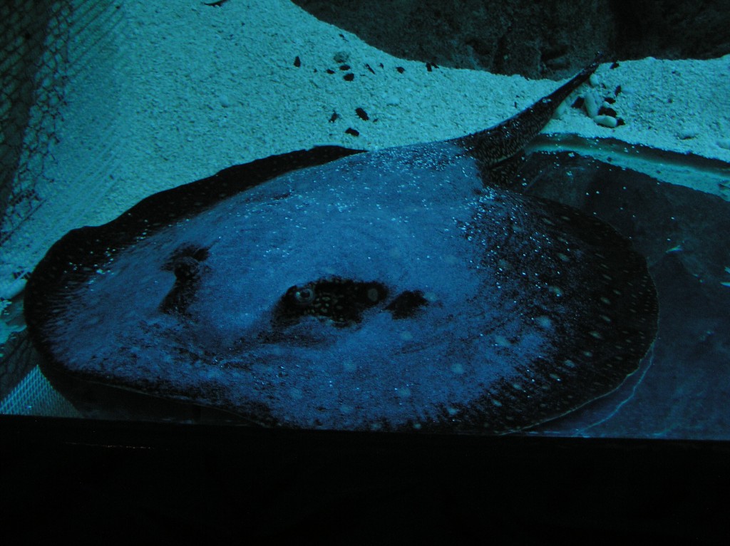 img00012.jpg