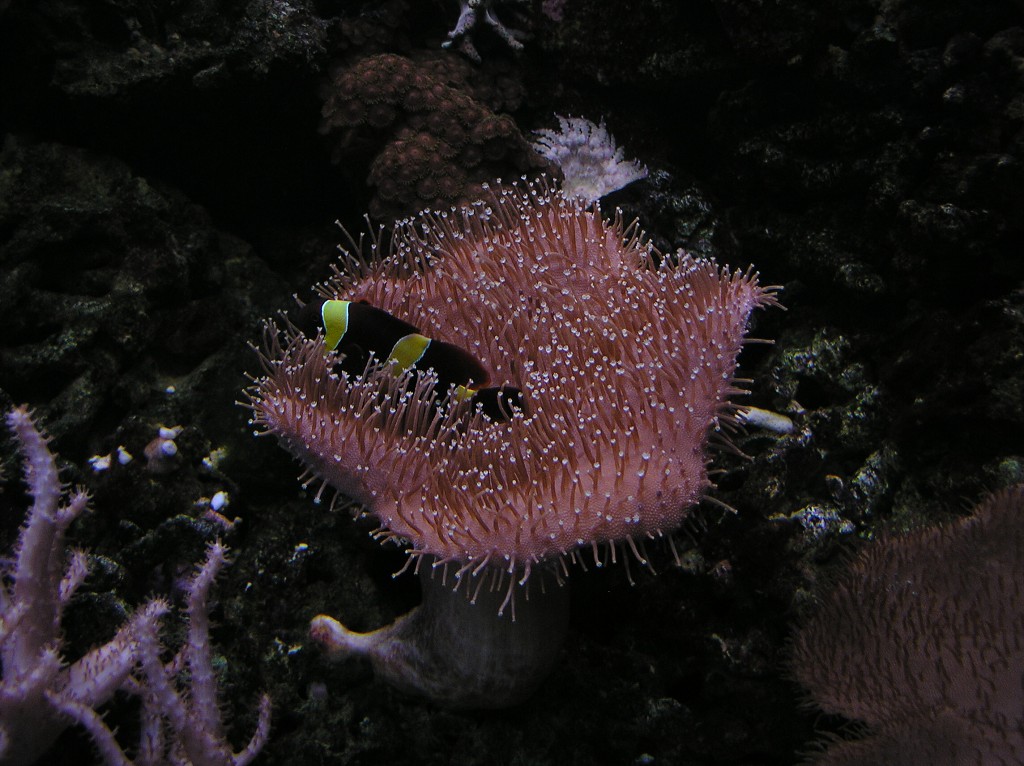 img00016.jpg