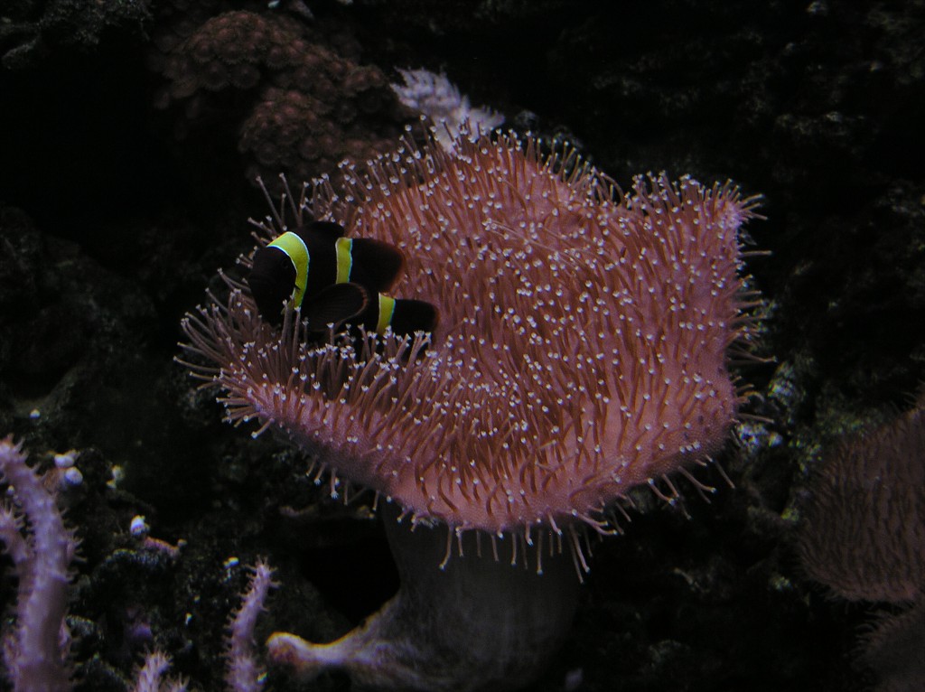 img00017.jpg