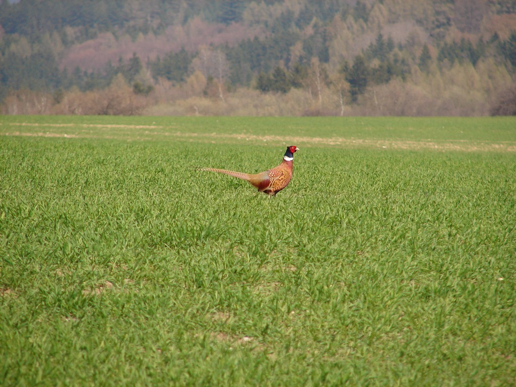 img00001.jpg