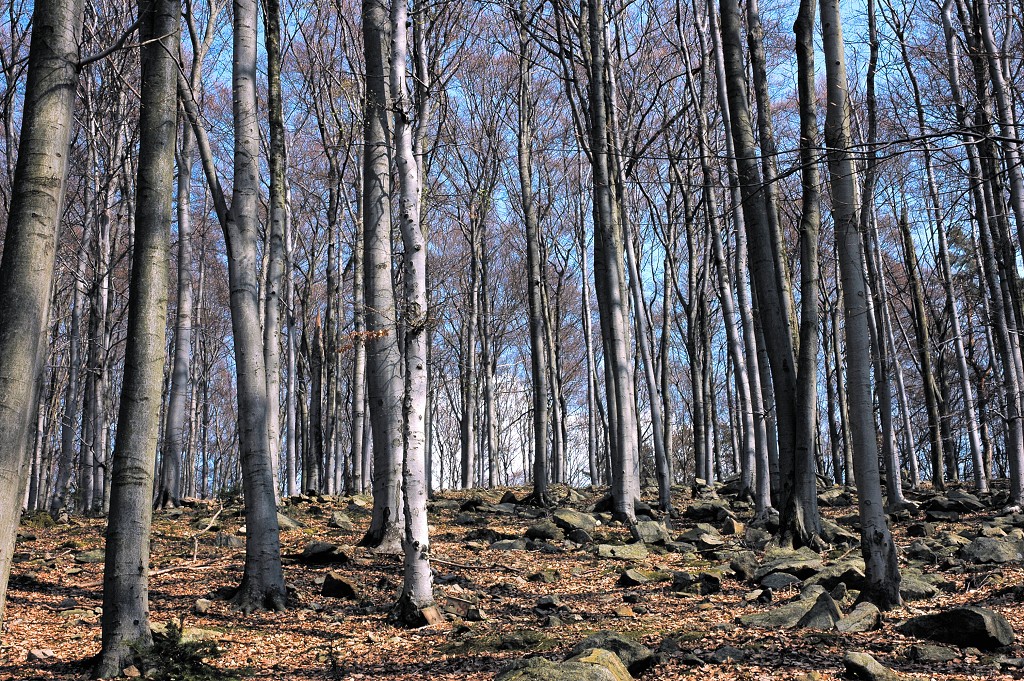 img00006.jpg