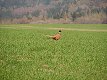 1/800 s, F4.0, ISO 64